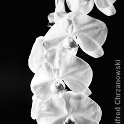 White Orchids by Winifred Chrzanowskit